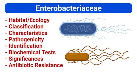 enterobacteriaceae pronunciation|enterobacteriaceae definition.